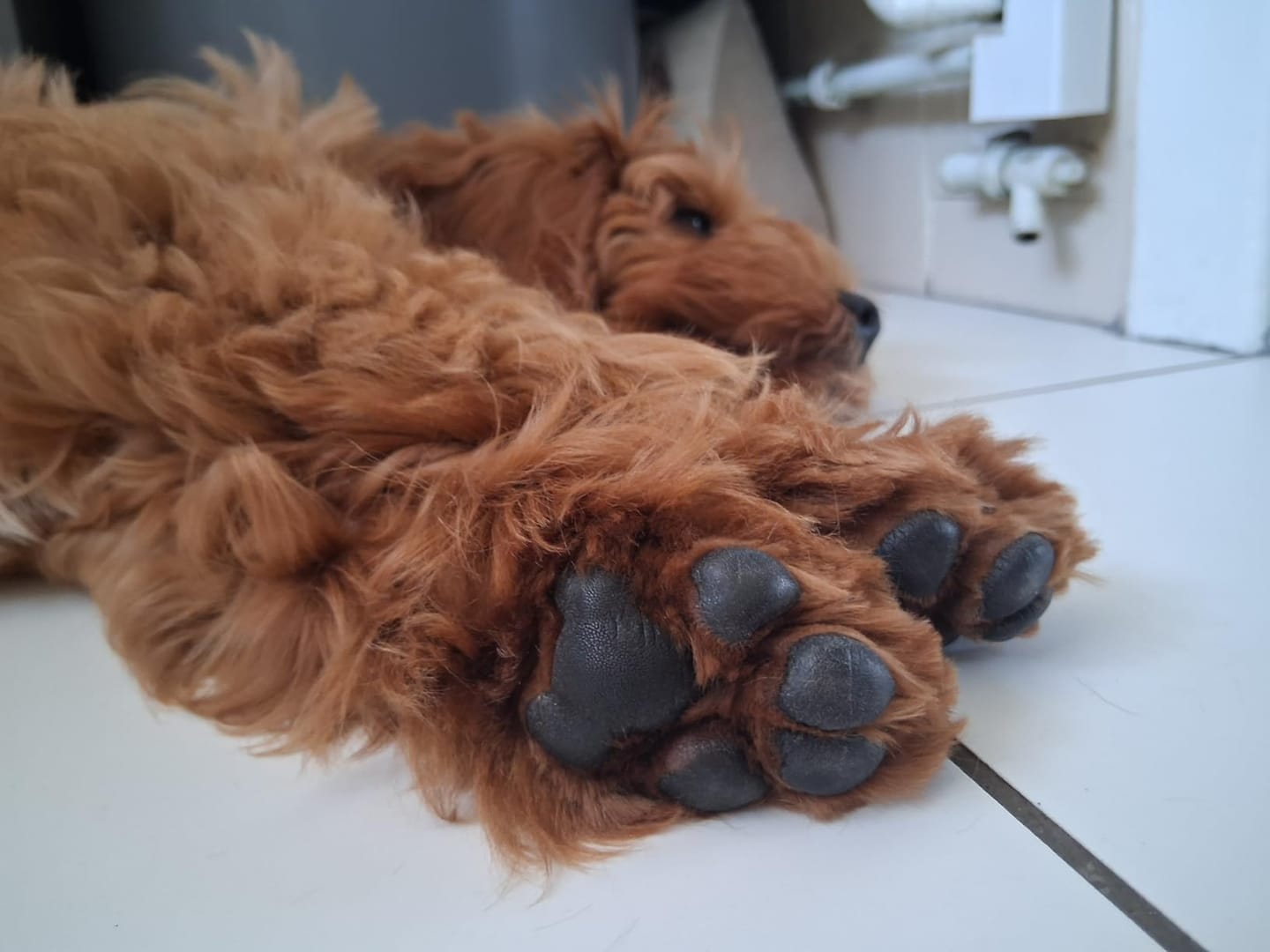 Customer photo review of Happy Paws™ Precision Paw & Fur Trimmer