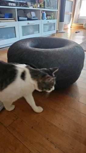 Customer photo review of Felt Donut Cat Bed & Tunnel – 2-in-1 Zip-Apart Hideaway