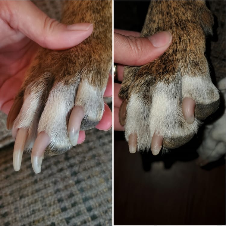 Customer photo review of Groom Pro Silencioso