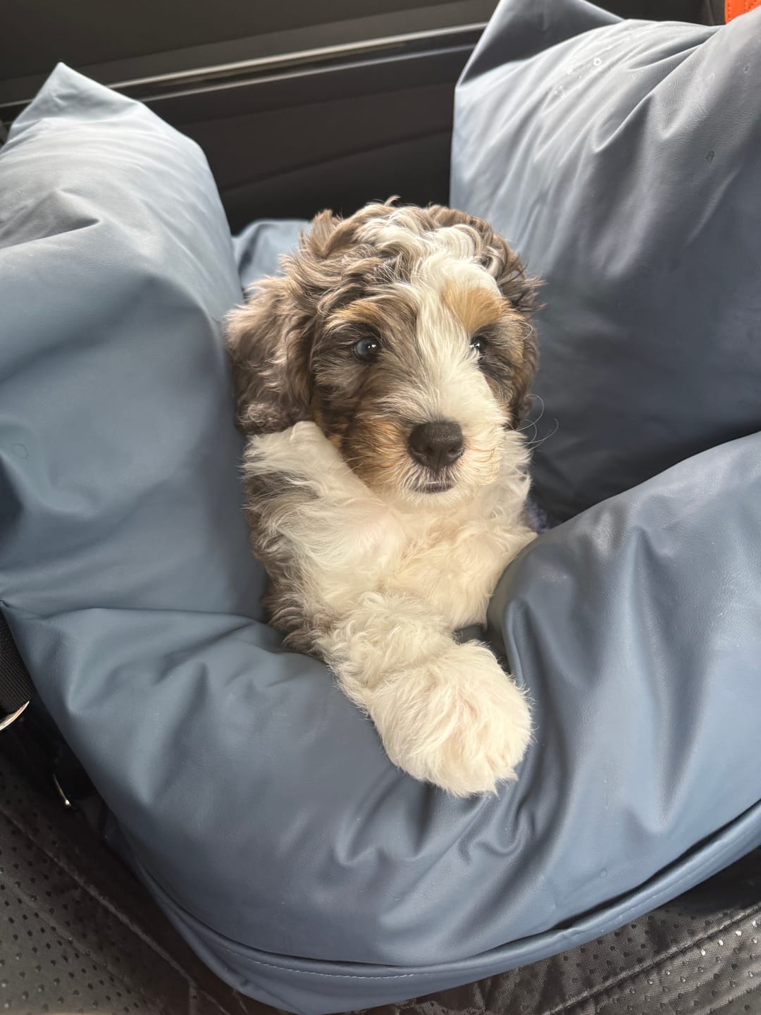 Customer photo review of Dog Dock V2 New With Latch Anchors PRE ORDER