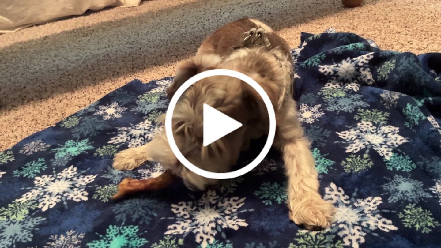 Customer video review of Ostrich Runner (5" x 1.5"): The Flavorful & Long-Lasting Chew for Small to Medium Dogs - 2 Pieces