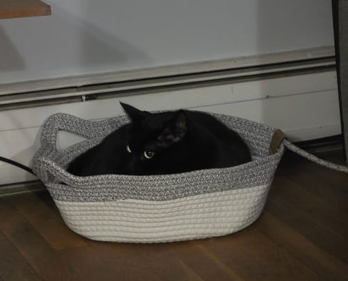Customer's black cat curled inside a gray and white woven Instinct Basket on a wooden floor.