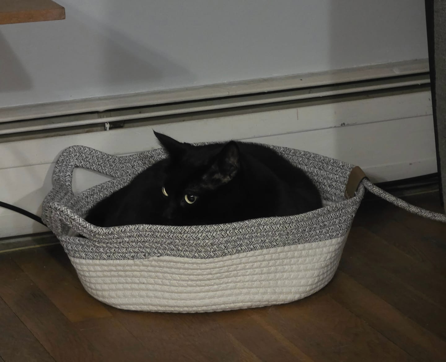 Customer photo review of Instinct Basket | Meet the first research-backed natural territory for indoor cats