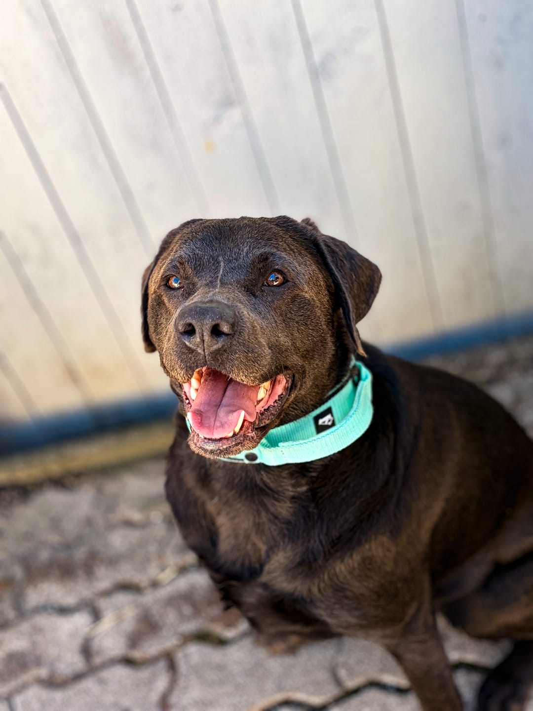 Customer photo review of Multi Guard Leash Black Edition Mint - Multi-väktarkoppel