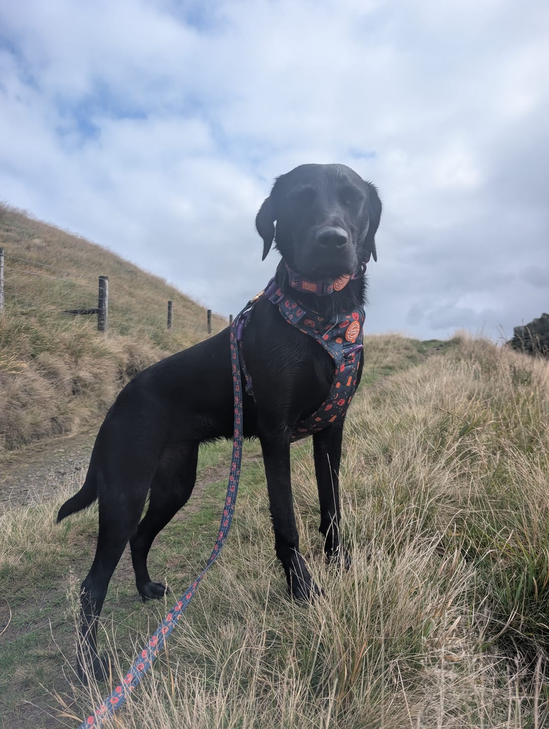 Customer photo review of Spellbound Autumn Trail & Glow Dog Harness, Lead & Collar Bundle