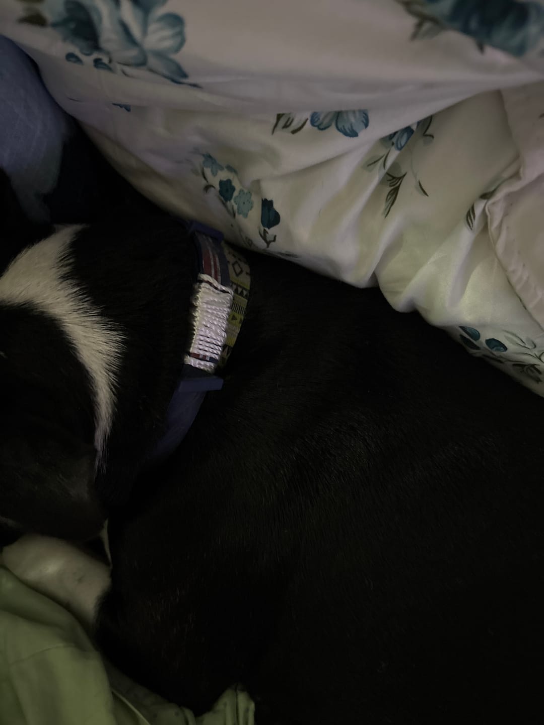 Customer photo review of FurLife™ - 8 Months All Natural Flea and Tick Collar for Dogs