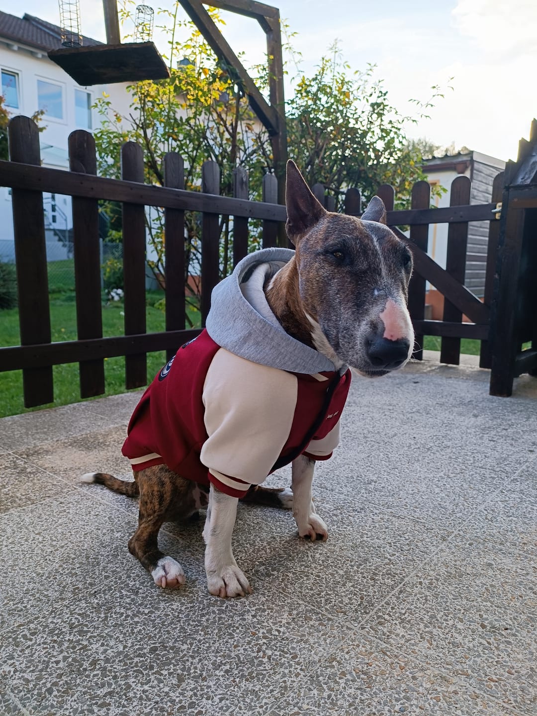 Customer photo review of Dog Varsity Jacket - Red