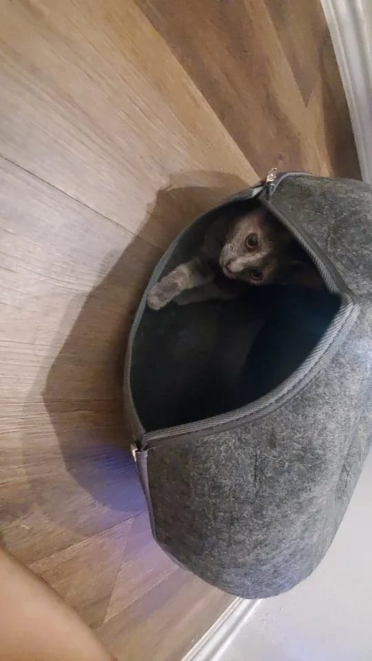 Customer photo review of Felt Donut Cat Bed & Tunnel – 2-in-1 Zip-Apart Hideaway