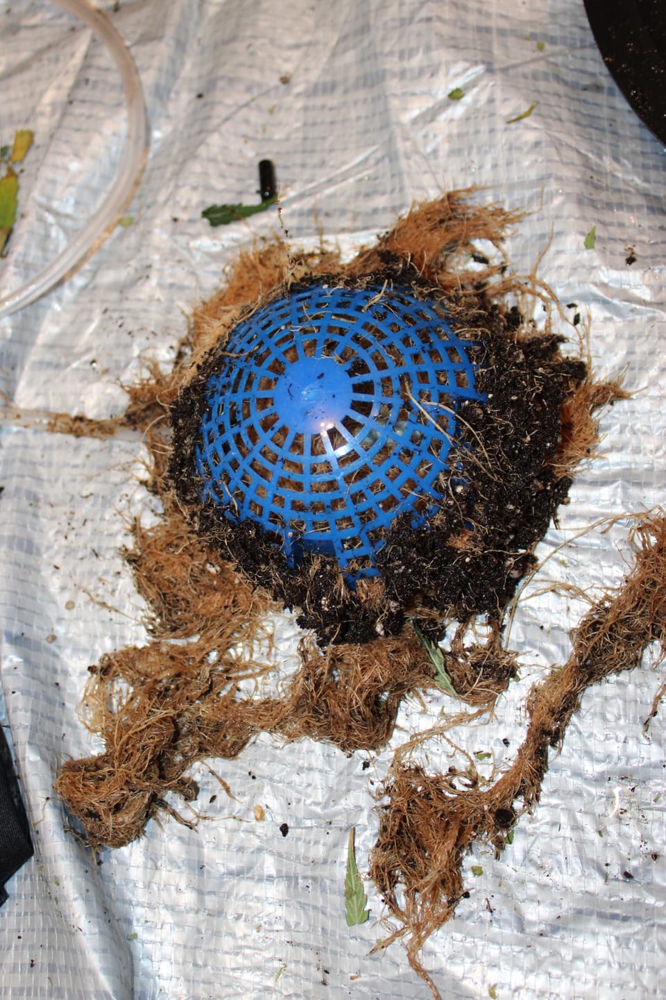 Customer photo review of AutoPot Air Dome Kit