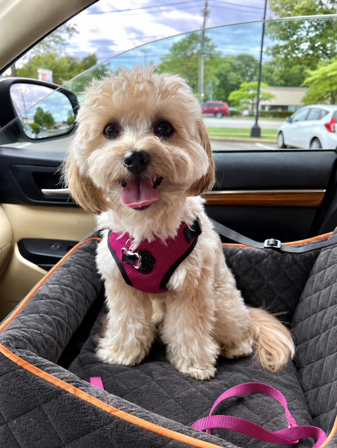 Customer photo review of Marlo&Co™ Plush Front Dog Car Seat