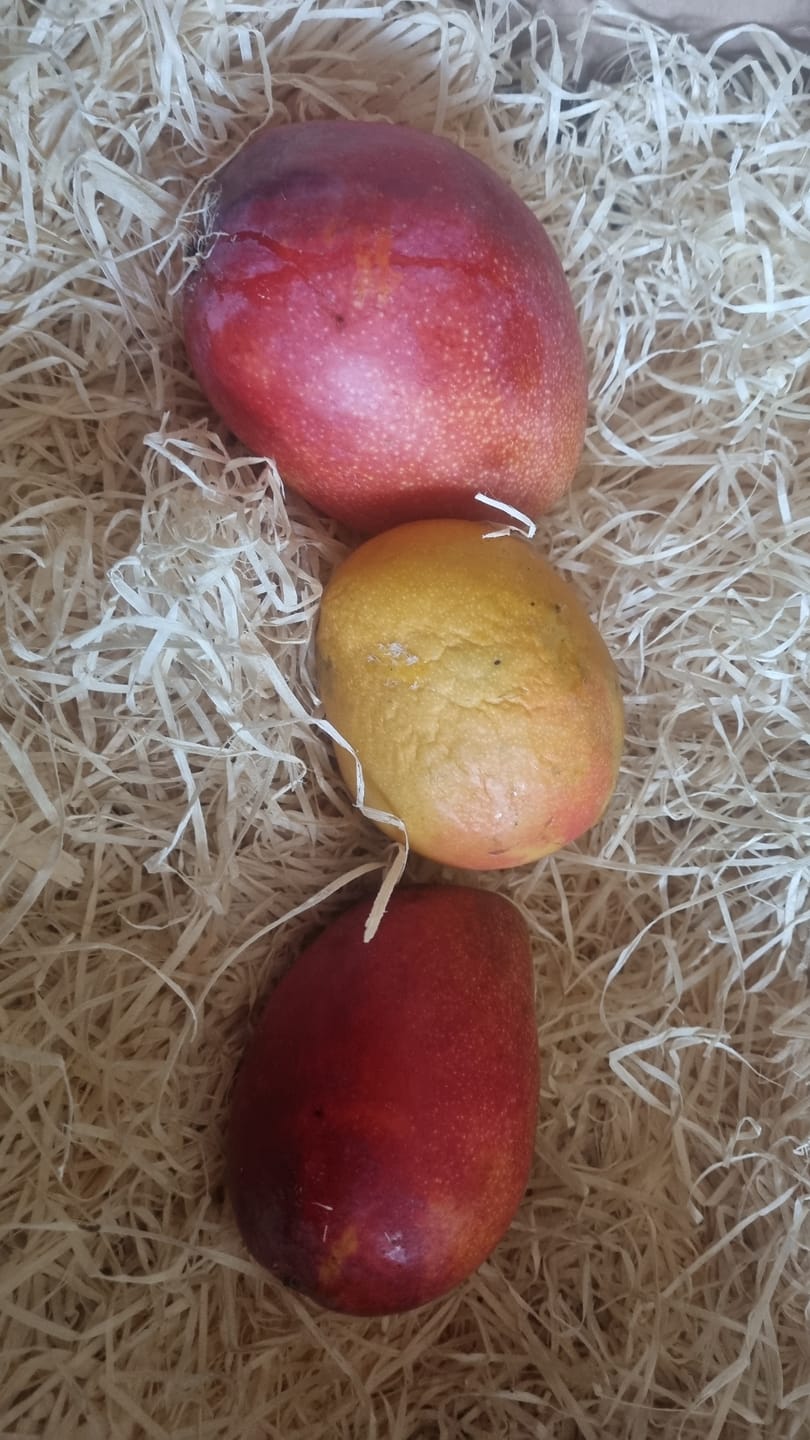 Customer photo review of Mango Irwin Bio von Jaime Aktionspreis %