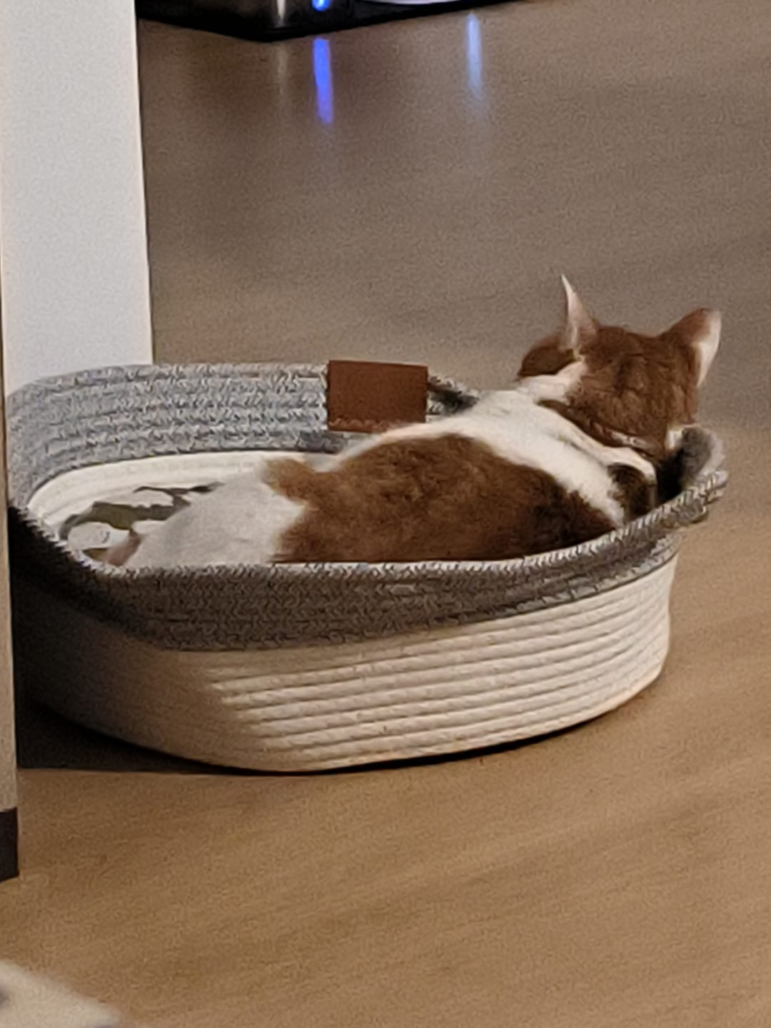 Customer photo review of Instinct Basket | Meet the first research-backed natural territory for indoor cats
