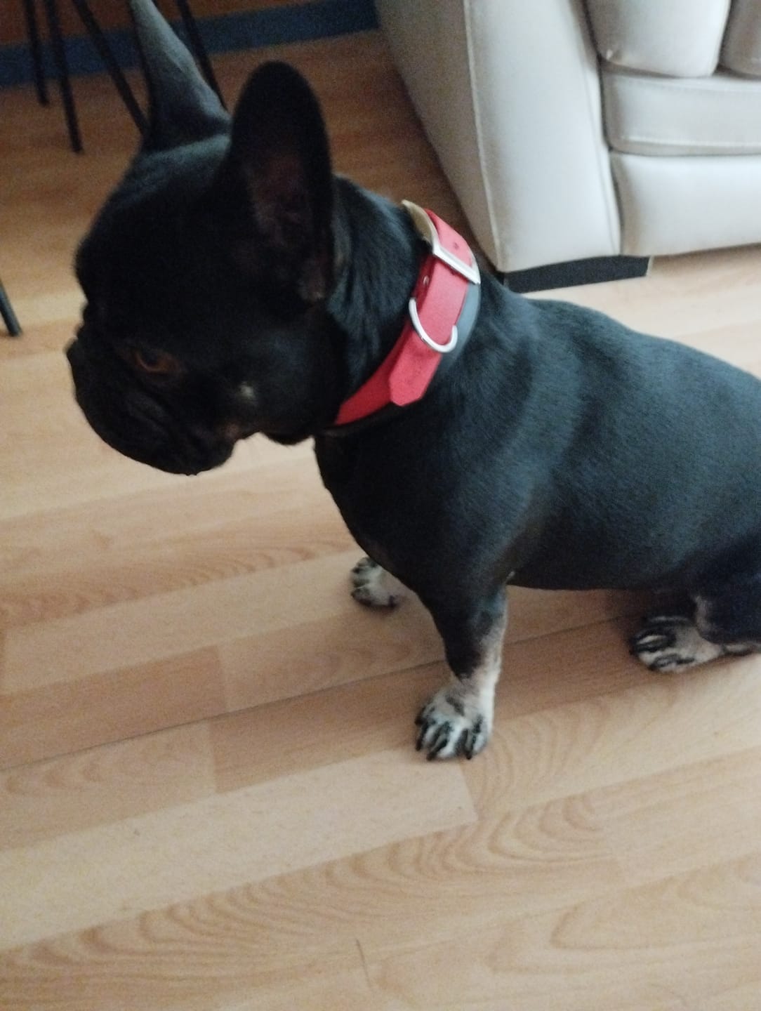 Customer photo review of Collier Chien Personnalisé gravé en Biothane®
