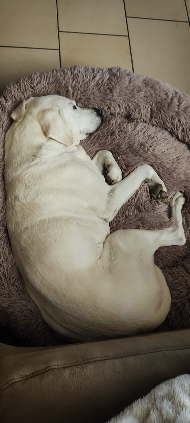 Customer photo review of Puppery Hundebett Wolke 7 - Das Original