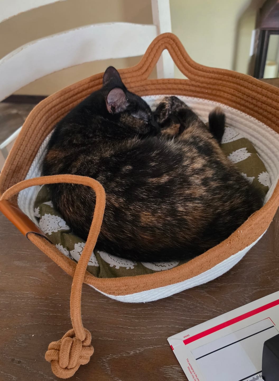 Customer photo review of Instinct Basket | Meet the first research-backed natural territory for indoor cats