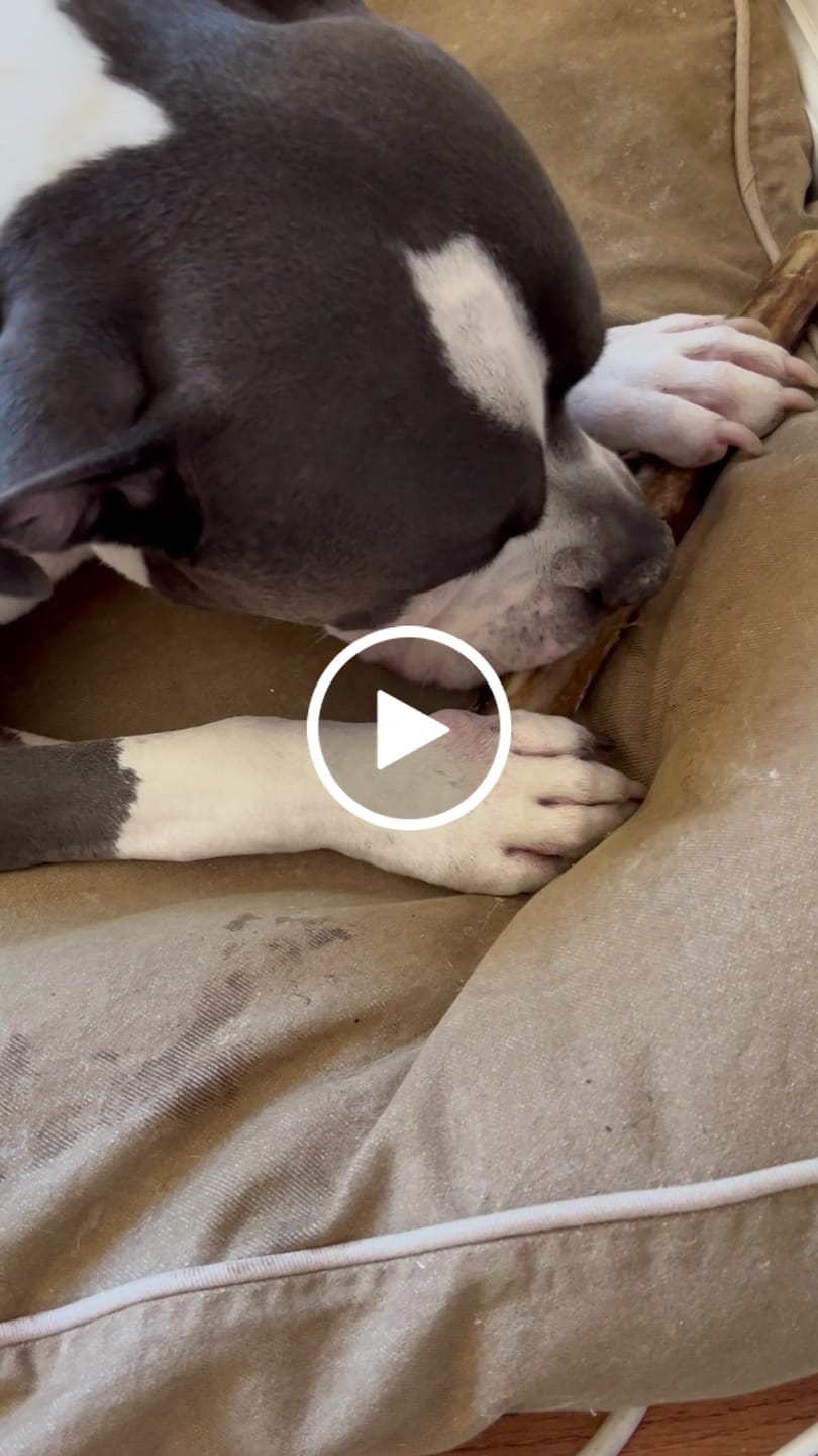 Customer video review of Ostrich Shaft Bones (11" x 2"): The Long-Lasting, Flavorful Chew for Medium to Large Dogs