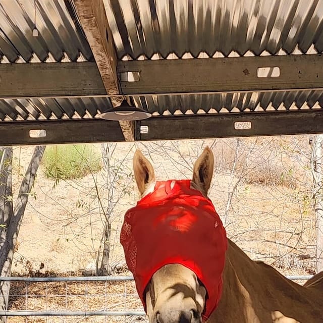Customer photo review of The Registry Personalized Horse Stall Sign