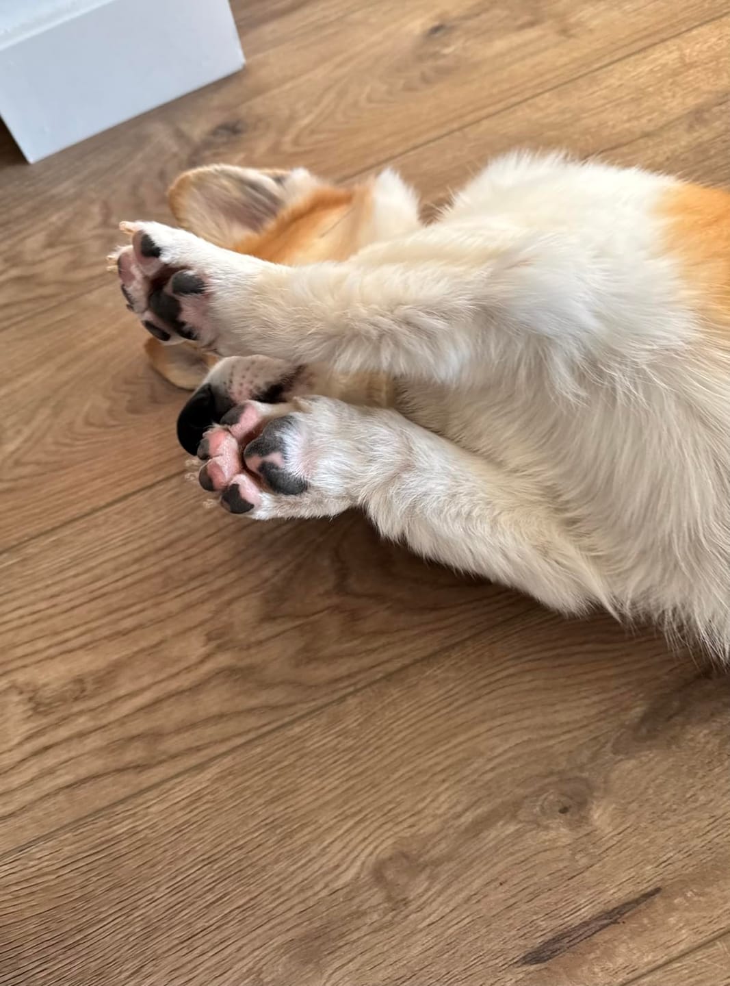 Customer photo review of Happy Paws™ Precision Paw & Fur Trimmer