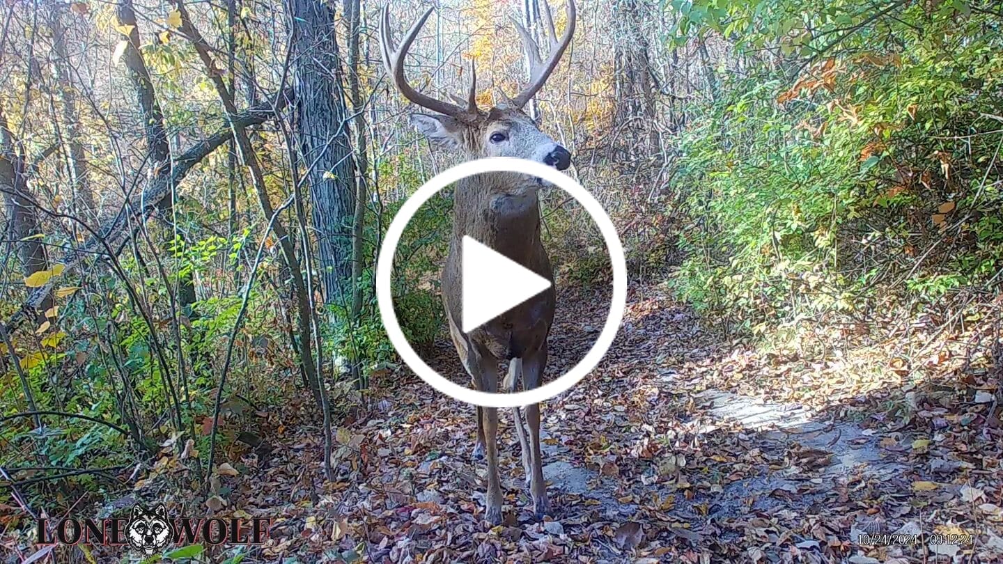Customer video review of Undercover™ Trail Camera