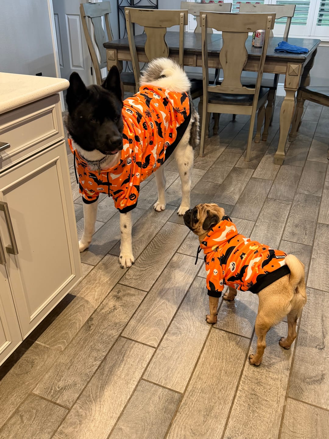 Customer photo review of Halloween Dog Hoodie - Orange