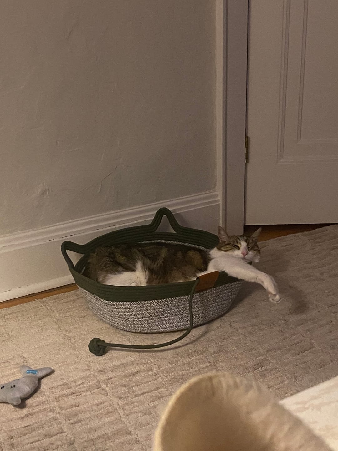 Customer photo review of Instinct Basket | Meet the first research-backed natural territory for indoor cats