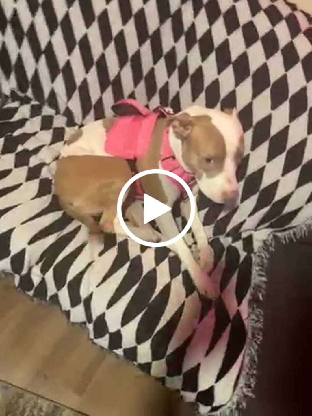 Customer video review of No Pull Bully Proof Harness