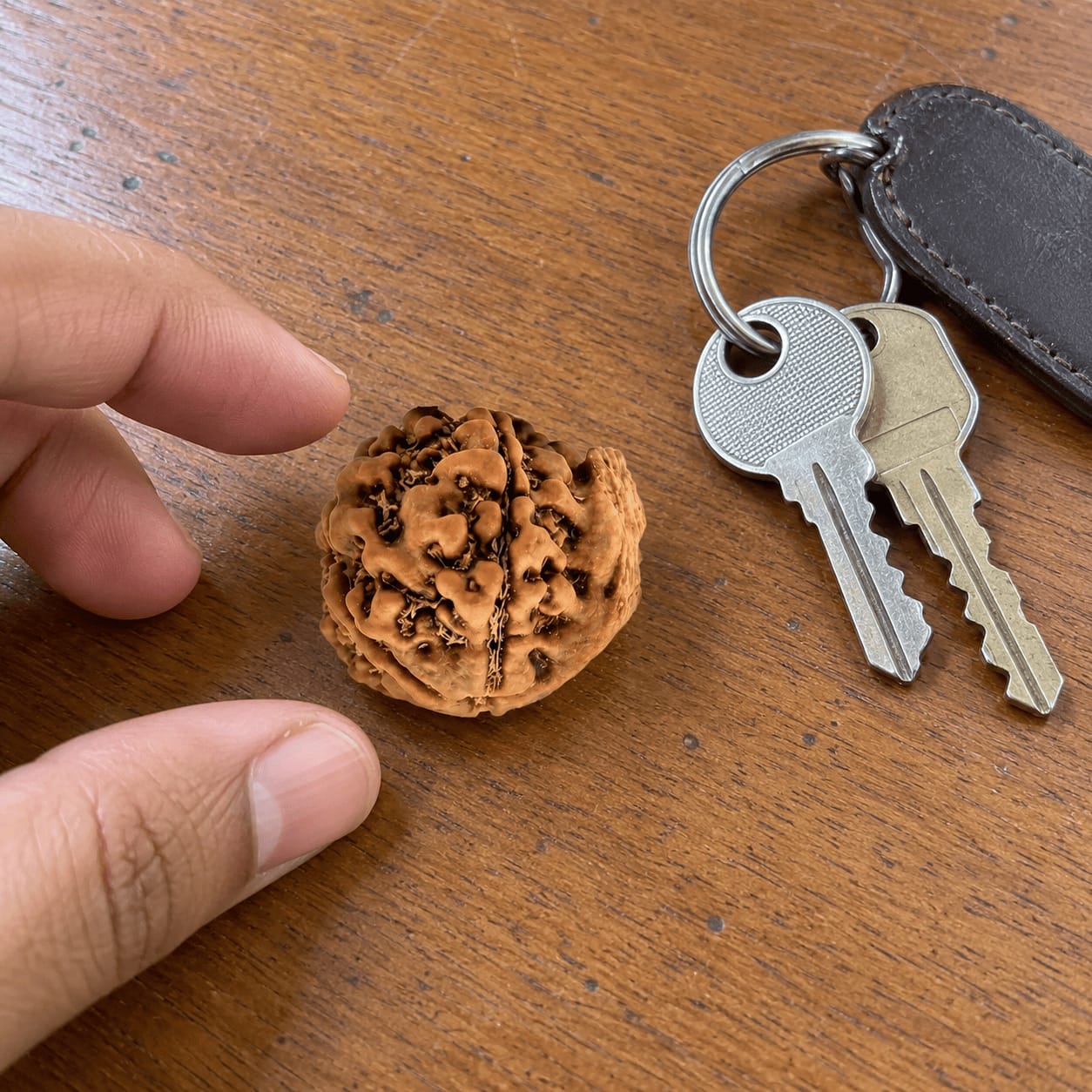 Customer photo review of Ganesh Mukhi Rudraksha (Nepali)
