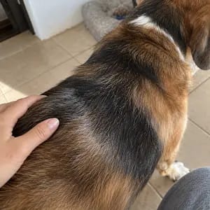 Customer photo review of Kriath Dogs Taurina Pura
