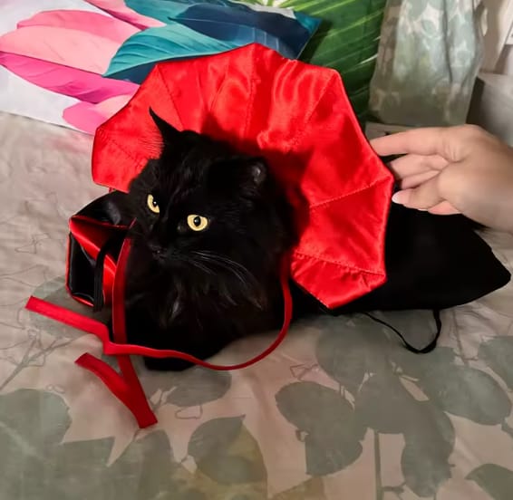 Customer photo review of Disfraz Boo Paws para gatos y perros