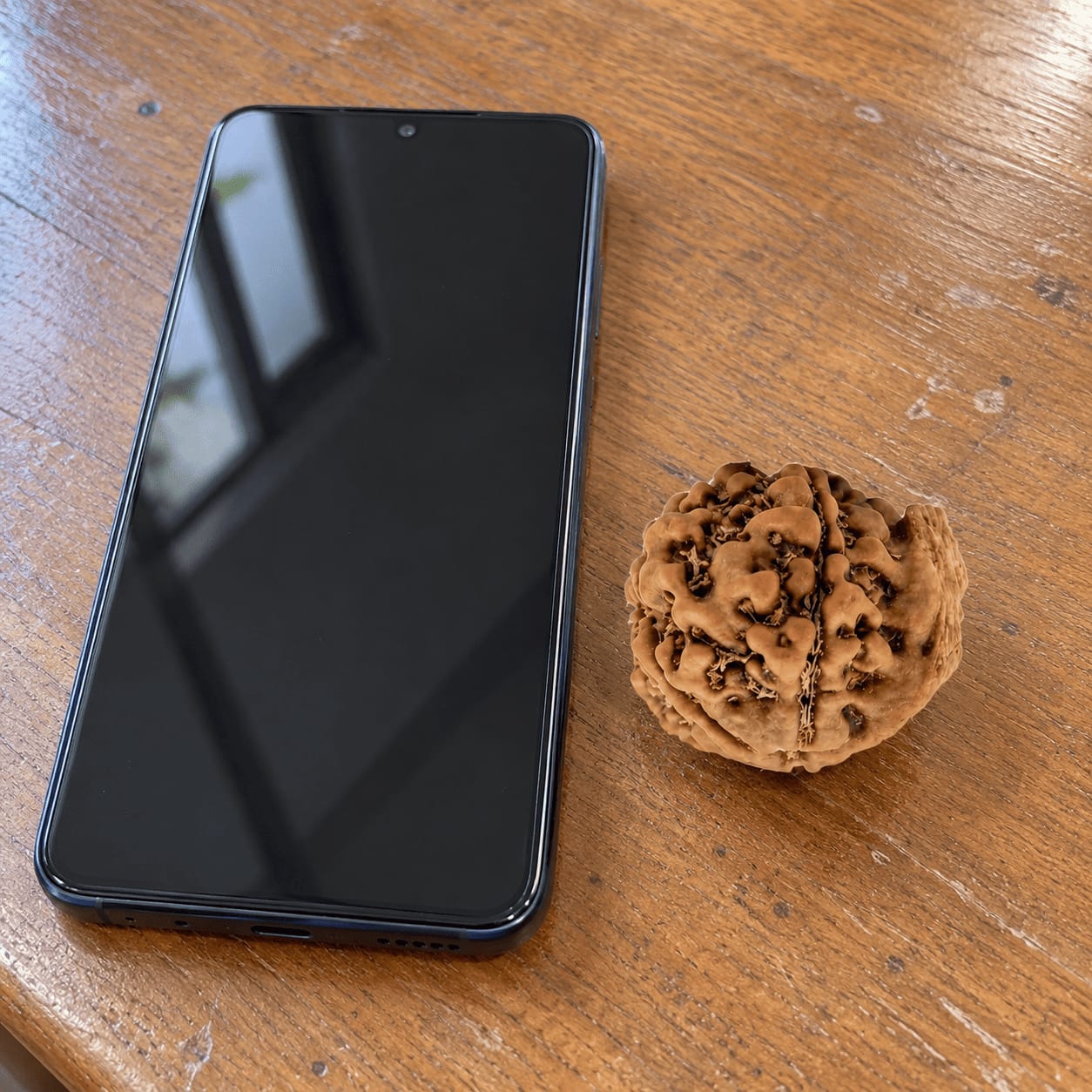 Customer photo review of Ganesh Mukhi Rudraksha (Nepali)