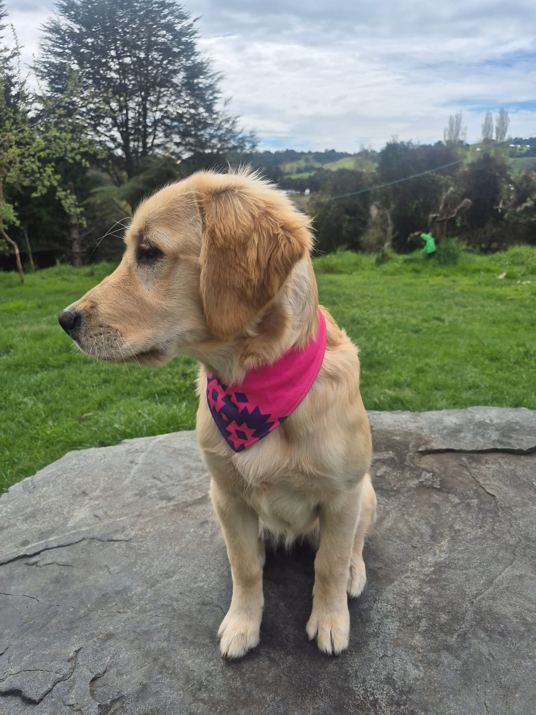 Customer photo review of Bandana Básica Fucsia con Morado