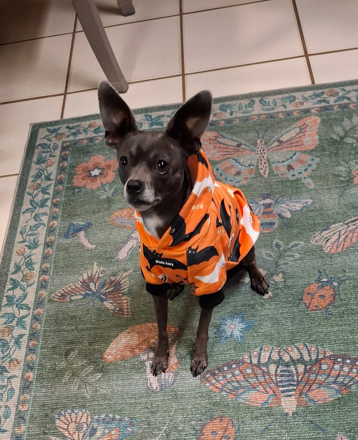 Customer photo review of Halloween Dog Hoodie - Orange