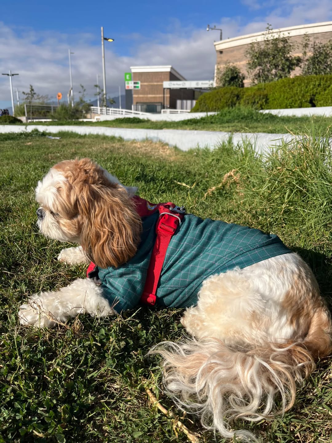 Customer photo review of Polera de Enfriamiento Verde