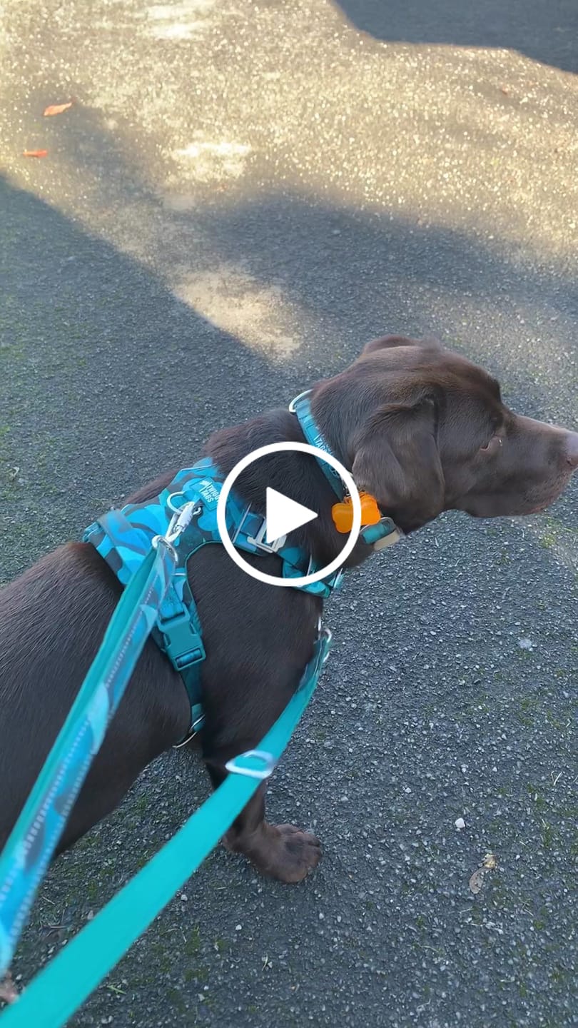 Customer video review of Adventure Harness
