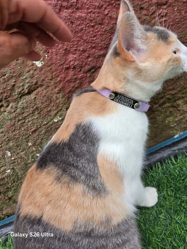 Customer photo review of Collar PVC Lavable Abrefácil (Gato)