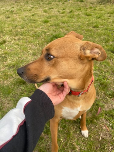 Customer photo review of Collar Remachado Básico (Perro)