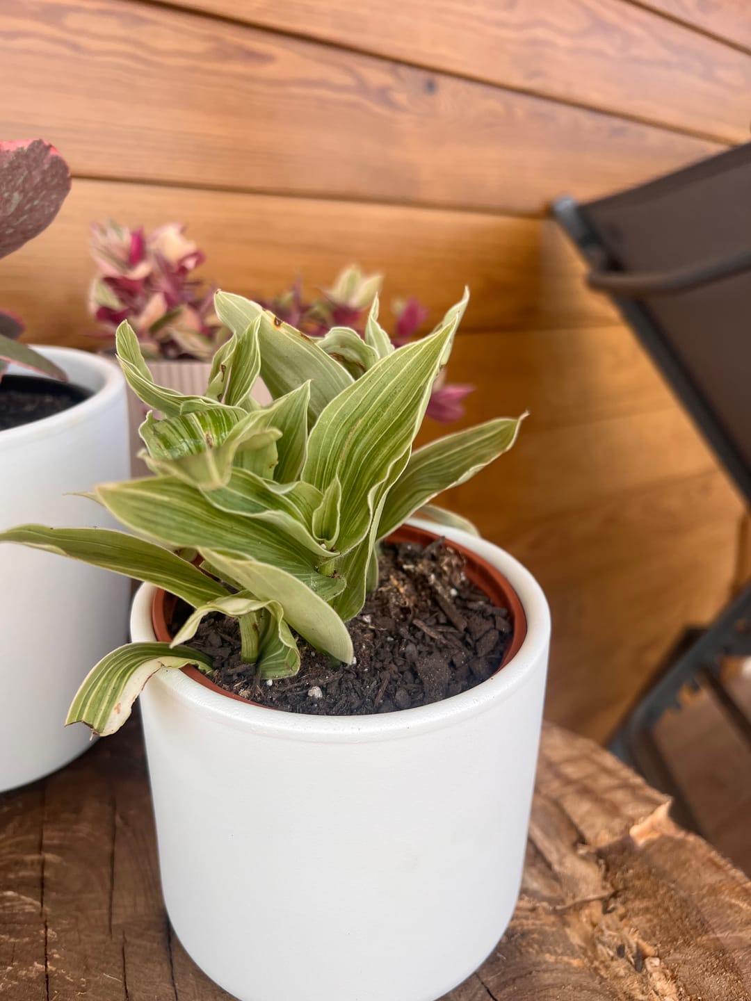 Customer photo review of Tradescantia fluminensis form. variegata