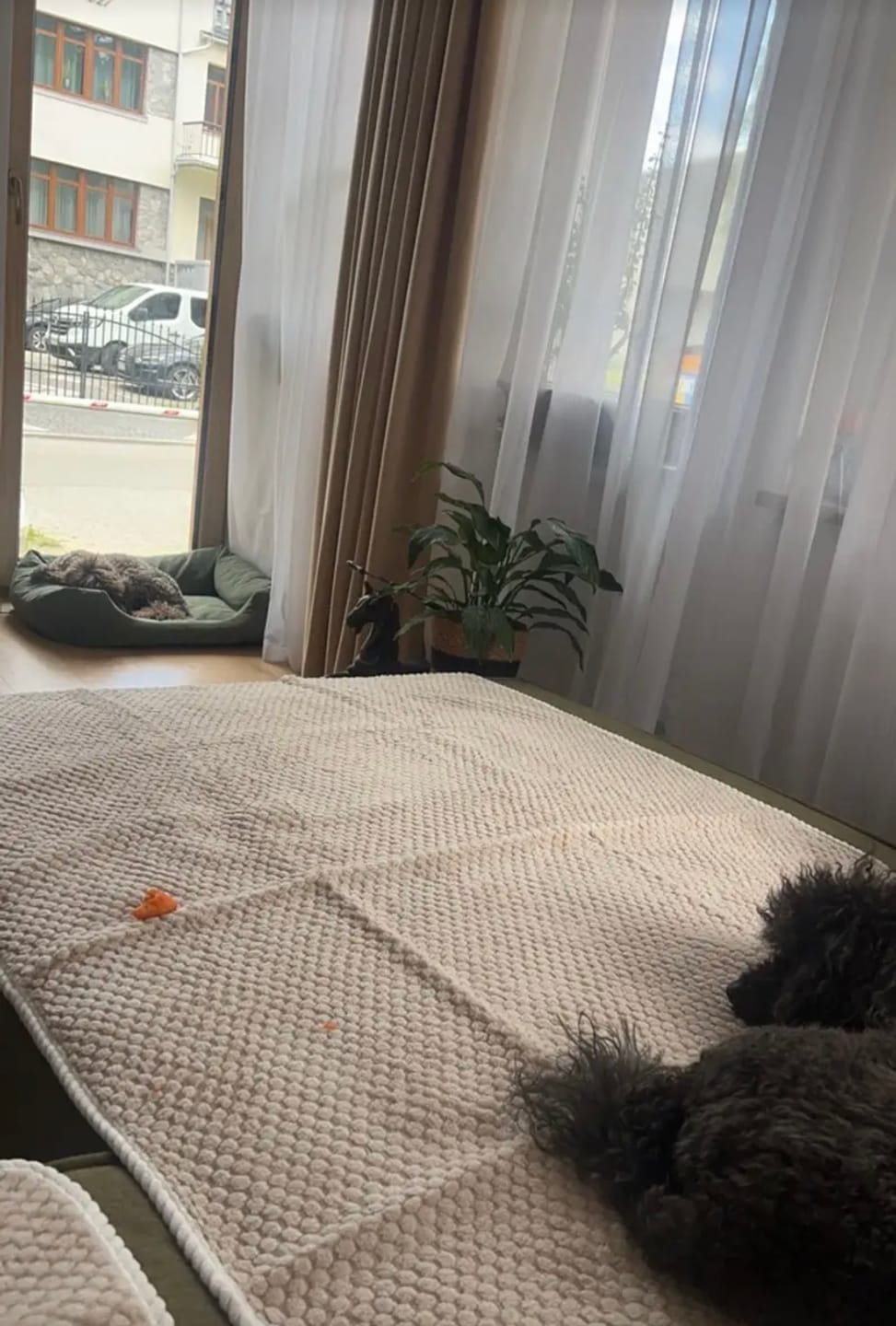 Customer photo review of SoffRo – låt hunden mysa, skydda soffan