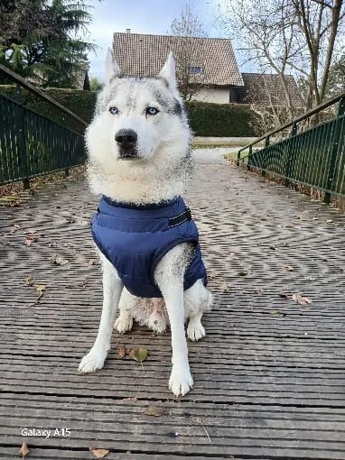 Customer photo review of Manteau imperméable pour Chien