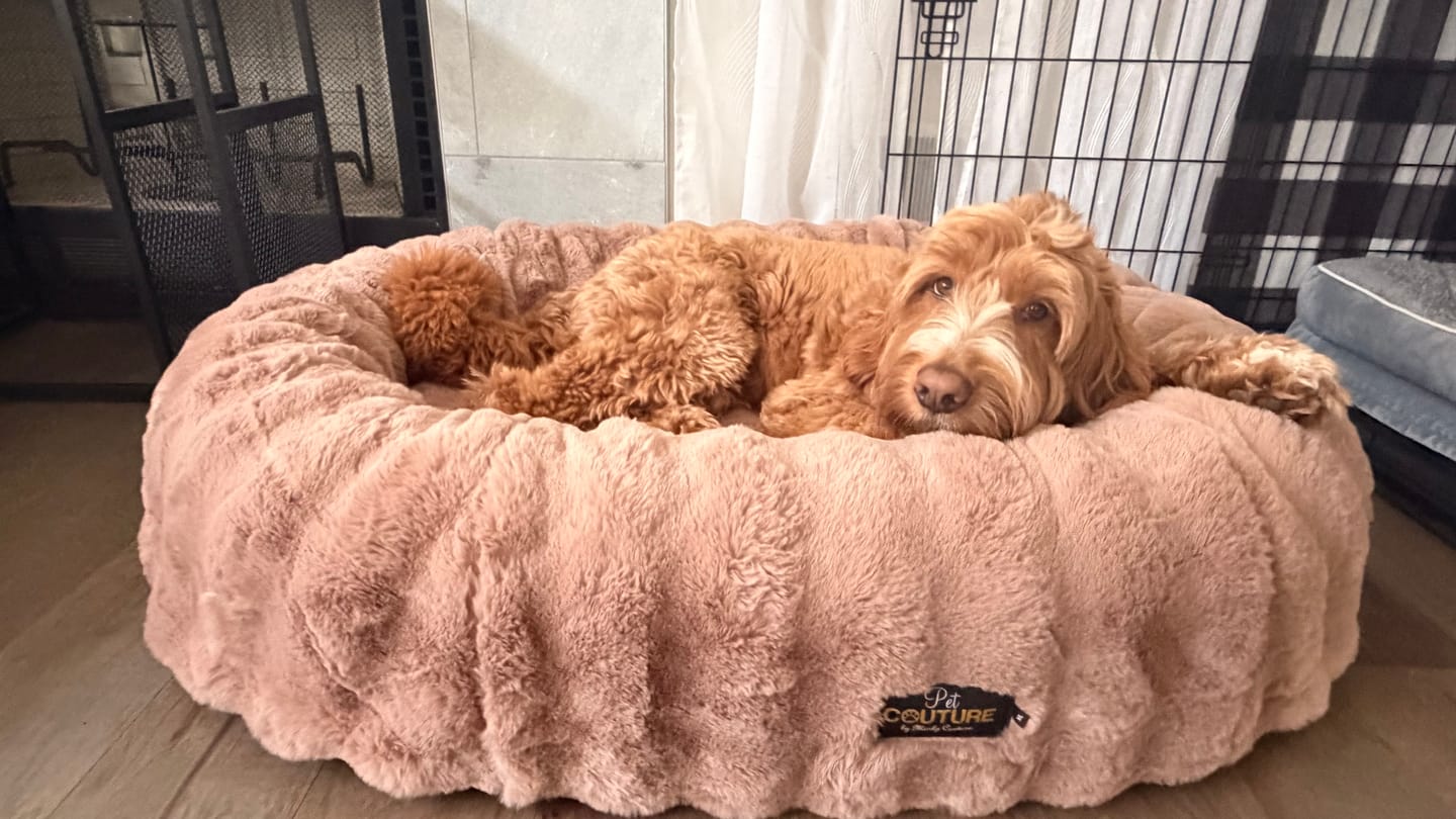 Customer photo review of Milk Chocolate Pet Bed