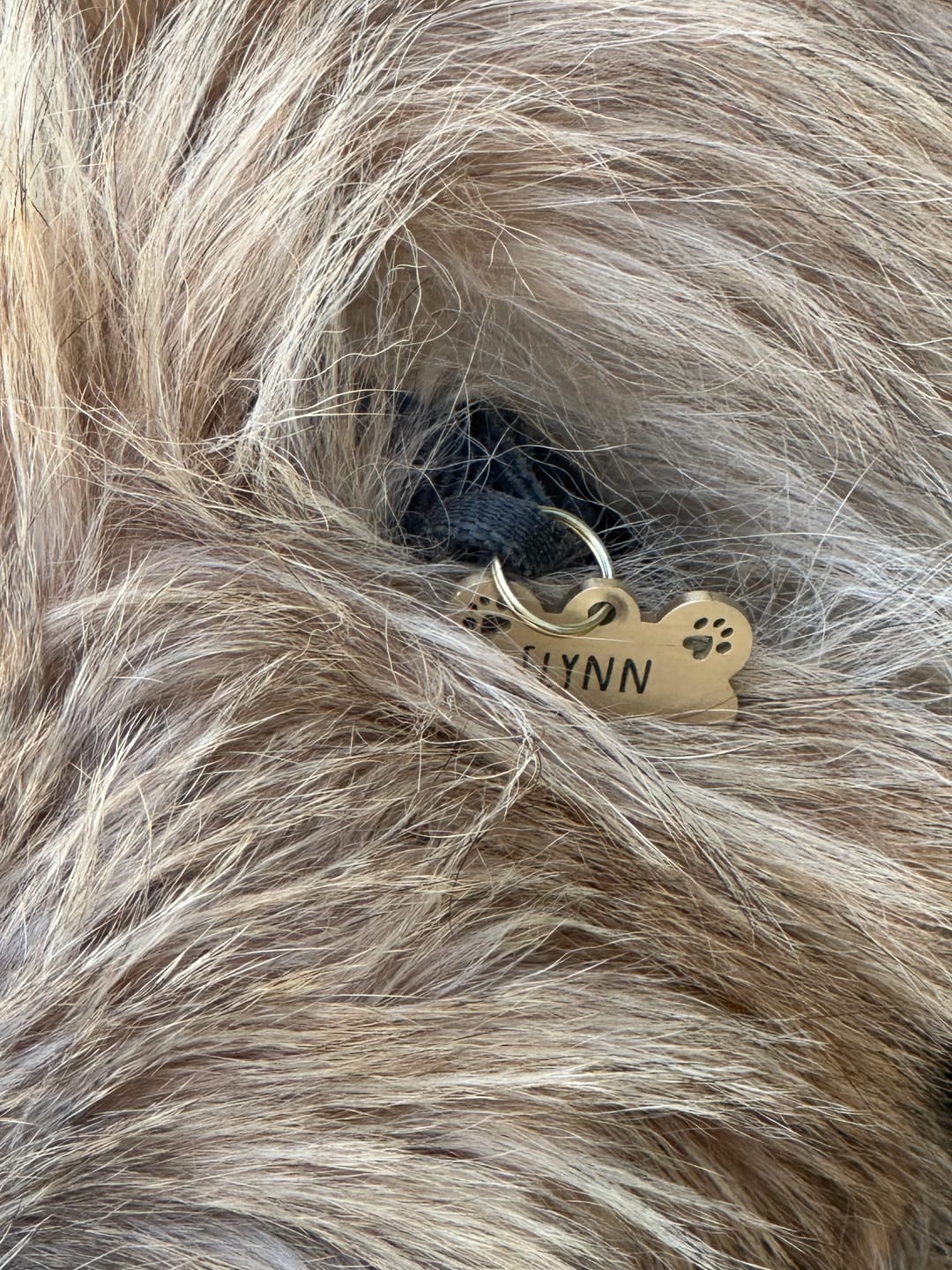 Customer photo review of Edle Hundemarke aus Messing "Brassie" mit Pfötchen-Design und individueller Gravur