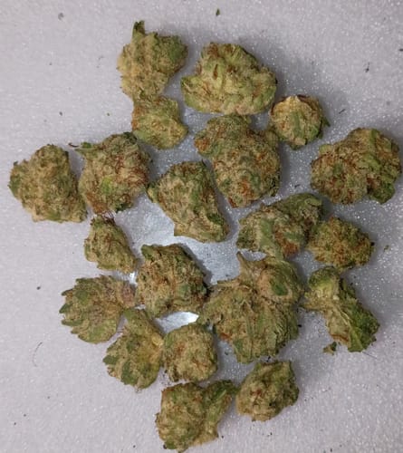Customer's Lemon Cherry Gelato Smalls flower, showing scattered light green buds on a white surface.
