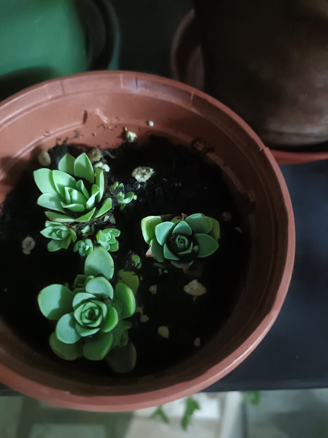 Customer photo review of Aeonium dodrantale, Greenovia dodrantalis