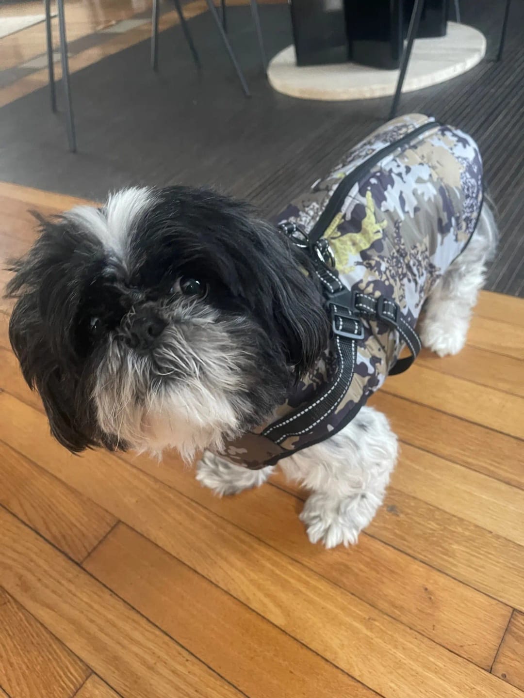 Customer photo review of Manteau imperméable pour Chien