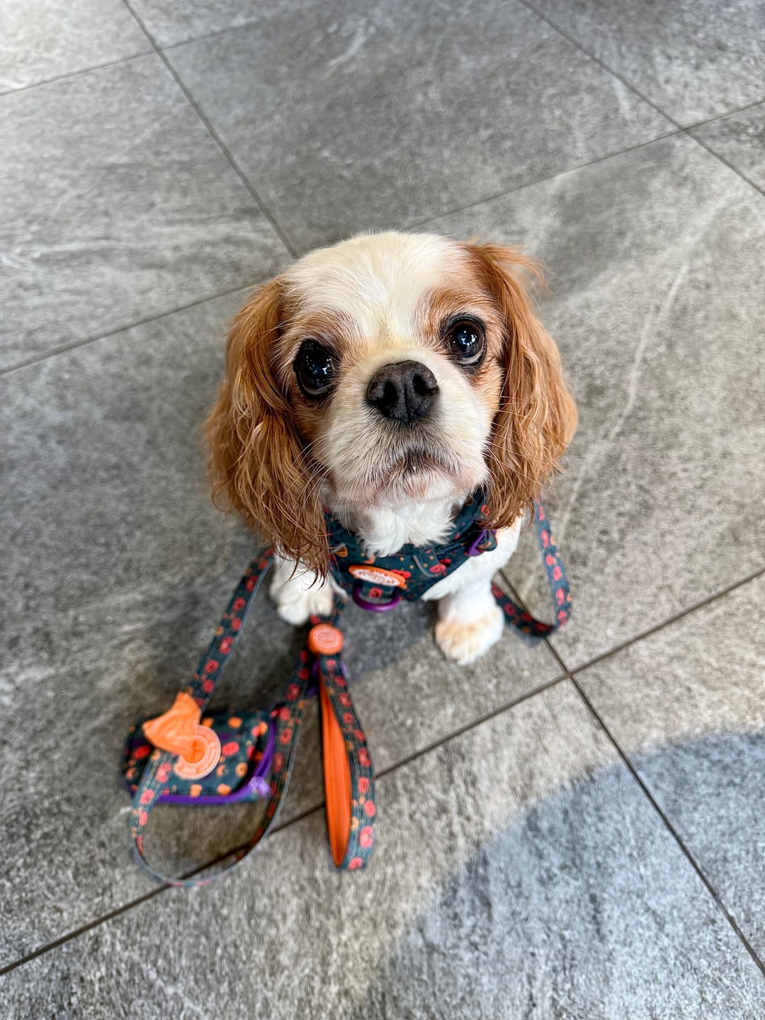 Customer photo review of Trail & Glow - Dog Harness Bundle Set - Colour Drops - Spellbound Autumn
