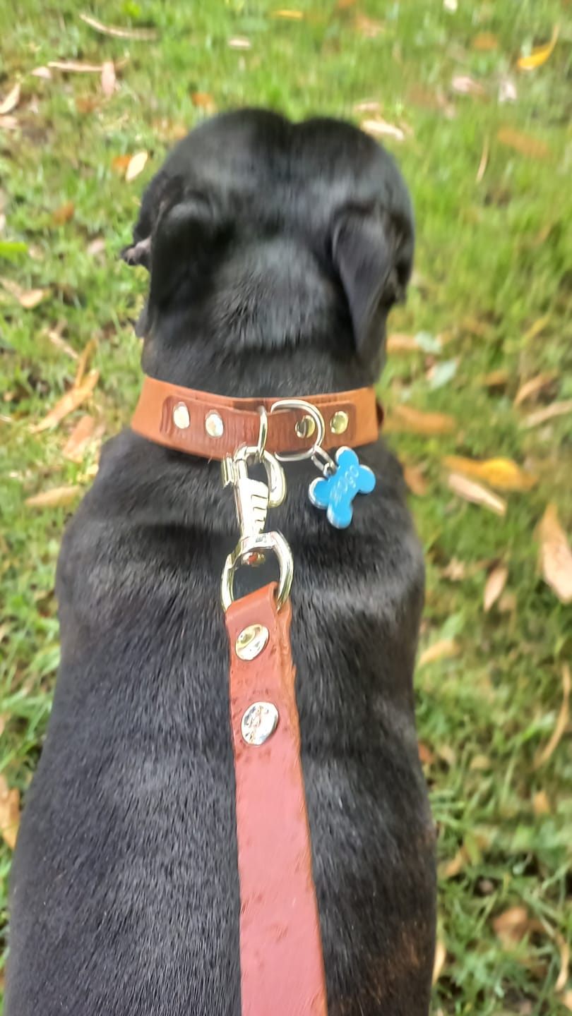 Customer photo review of Paseador ROCKY Whisky Talla M