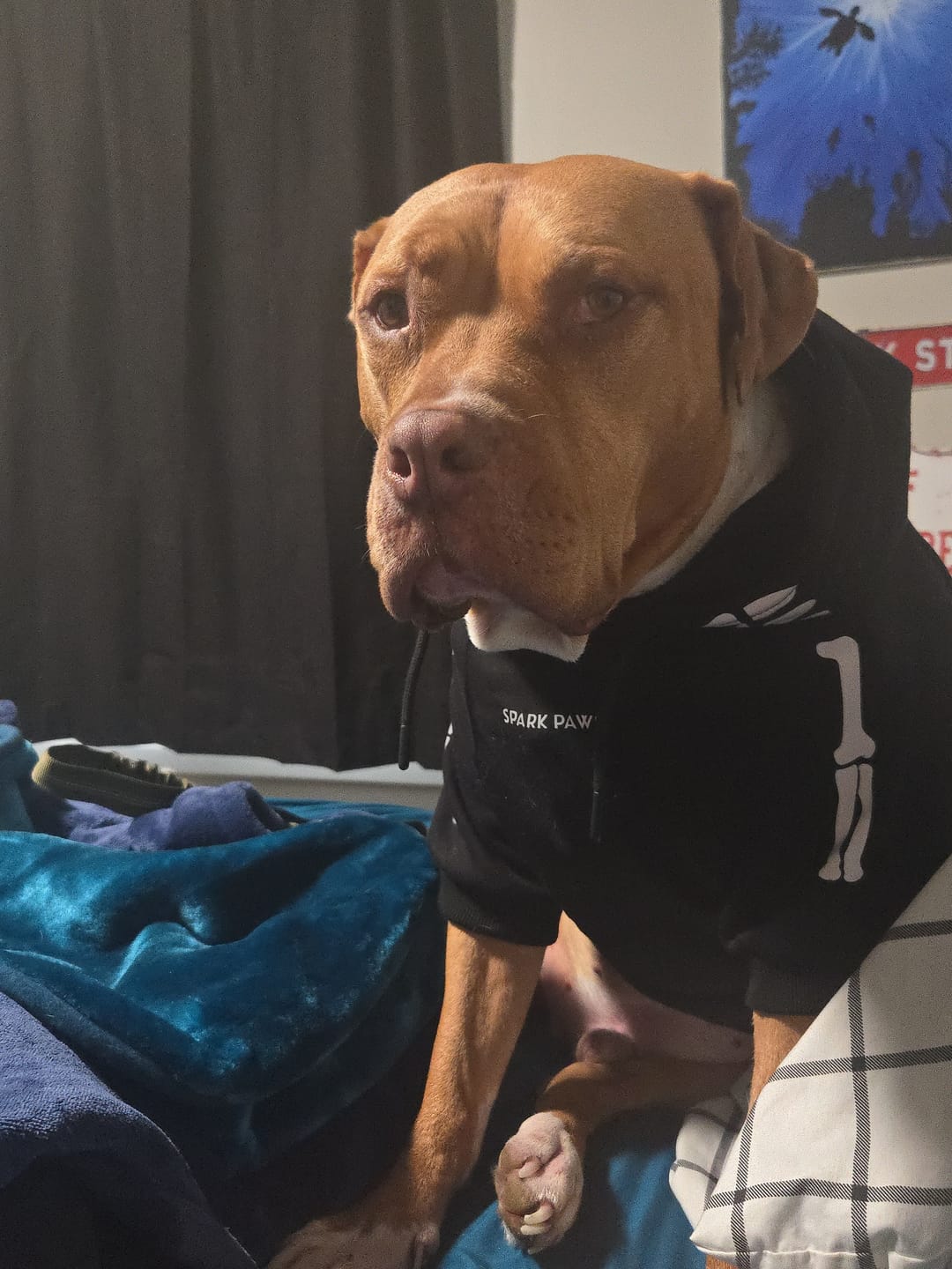Customer photo review of Halloween Human Hoodie - Reflective Skeleton