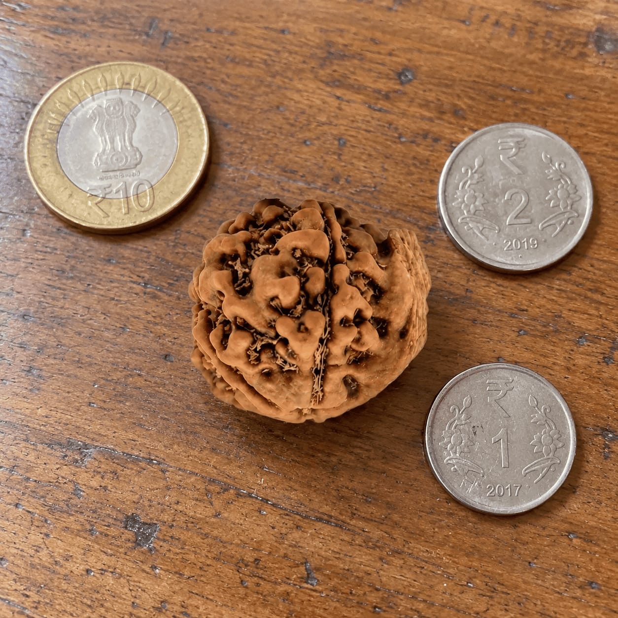 Customer photo review of Ganesh Mukhi Rudraksha (Nepali)