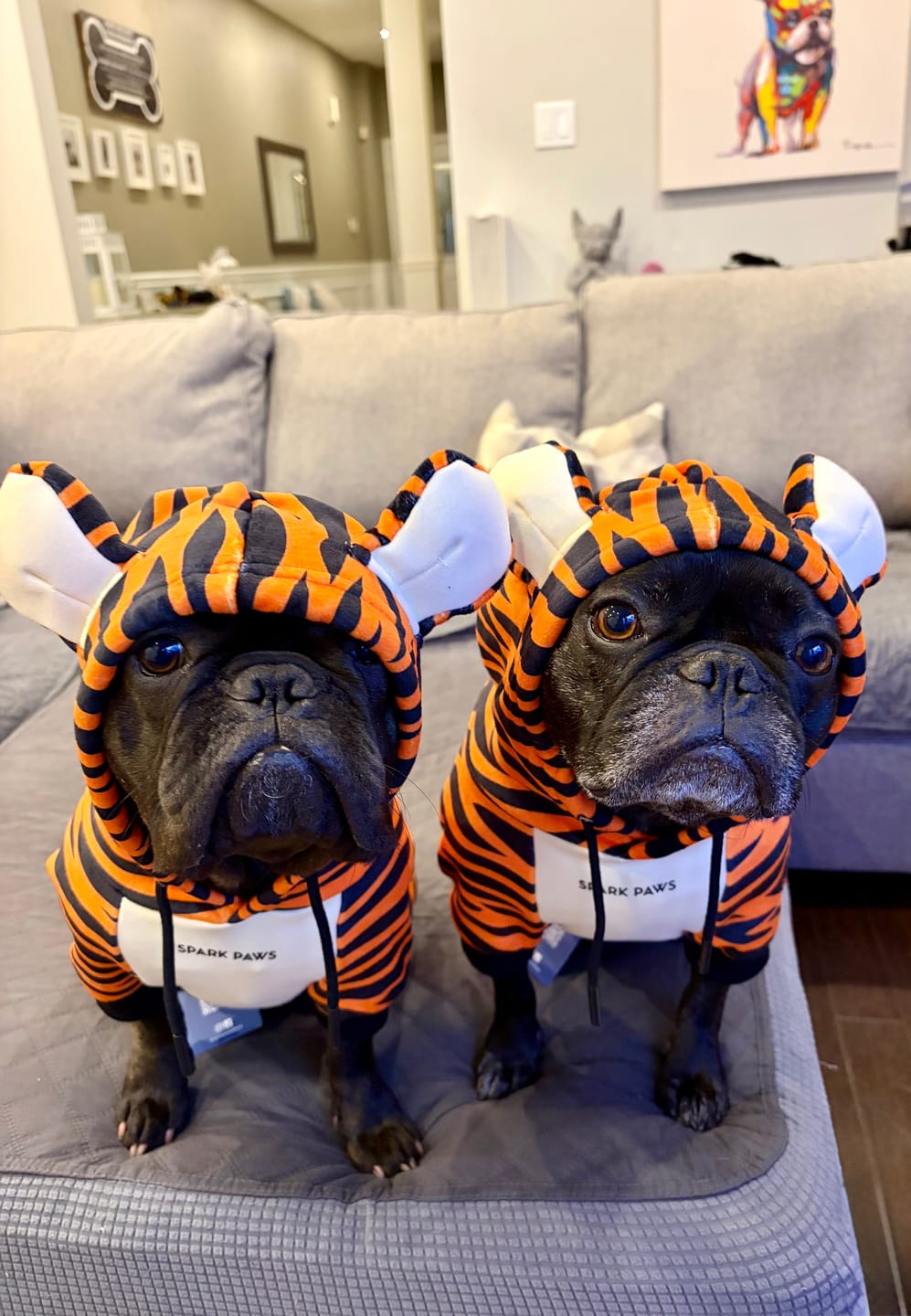 Customer photo review of Halloween Dog Hoodie - Tiger