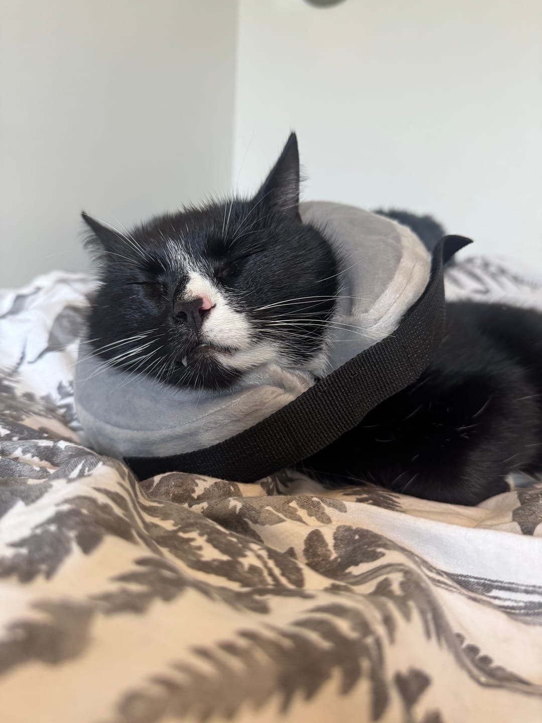 Customer photo review of Uppblåsbar halskrage för hund & katt - bekväm ersättning för tratt